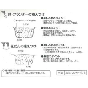 秋植え球根 トリテレイア ルディー 4球入 〜...の詳細画像2