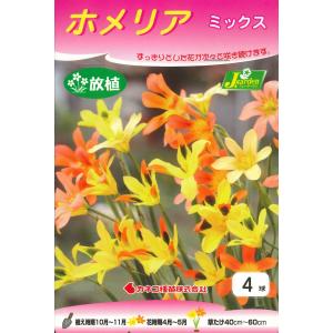 秋植え球根　ホメリア　ミックス 4球 〜野放し球根 放植OK ホメリア混合 モラエア