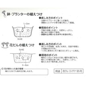 秋植え球根 ホメリア ミックス 4球 〜野放し...の詳細画像2