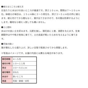 秋植え球根 ホメリア ミックス 4球 〜野放し...の詳細画像3