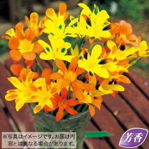 秋植え球根 ホメリア ミックス 4球 〜野放し...の詳細画像4