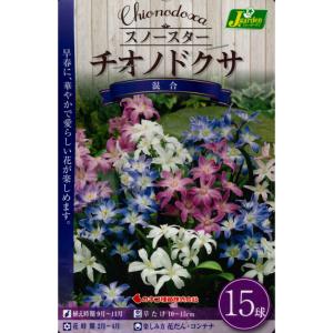 秋植え球根　スノースター チオノドクサ 混合　15球入 〜 ユキゲユリ 雪解百合 増えながら毎年咲く