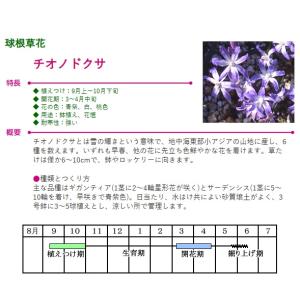 秋植え球根 スノースター チオノドクサ 混合 ...の詳細画像1