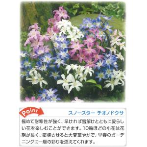 秋植え球根 スノースター チオノドクサ 混合 ...の詳細画像2