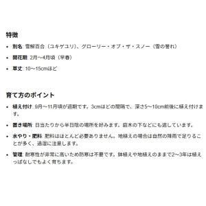 秋植え球根 スノースター チオノドクサ 混合 ...の詳細画像3
