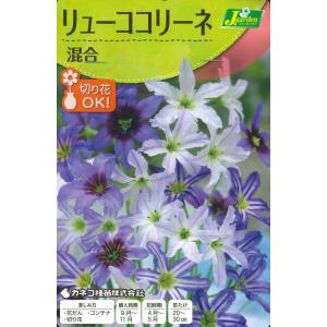 秋植え球根　リューココリーネ 混合　4球入 〜 レウココリネ 星型の花 切り花にも