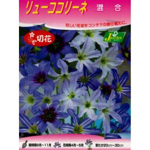 秋植え球根 リューココリーネ 混合 4球入 〜...の詳細画像1