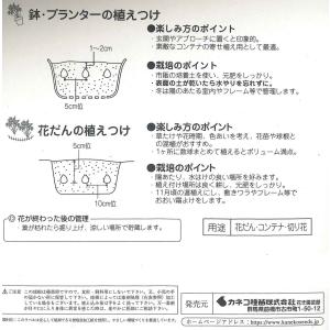 秋植え球根 リューココリーネ 混合 4球入 〜...の詳細画像2