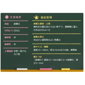 秋植え球根 リューココリーネ 混合 4球入 〜...の詳細画像3