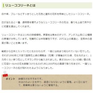 秋植え球根 リューココリーネ 混合 4球入 〜...の詳細画像4