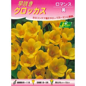 秋植え球根 早咲きクロッカス ロマンス 黄色 ...の詳細画像1