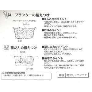 秋植え球根 早咲きクロッカス ロマンス 黄色 ...の詳細画像2
