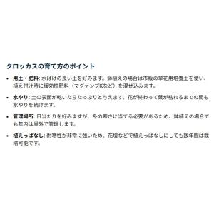 秋植え球根 早咲きクロッカス ロマンス 黄色 ...の詳細画像3