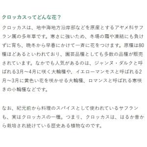 秋植え球根 早咲きクロッカス ロマンス 黄色 ...の詳細画像4