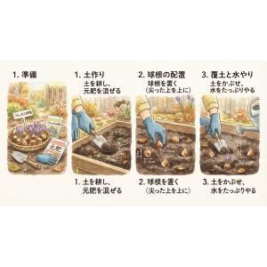 秋植え球根 早咲きクロッカス ロマンス 黄色 ...の詳細画像5