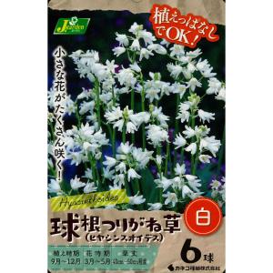 秋植え球根 球根つりがね草 白 ヒヤシンスオイデ...の商品画像