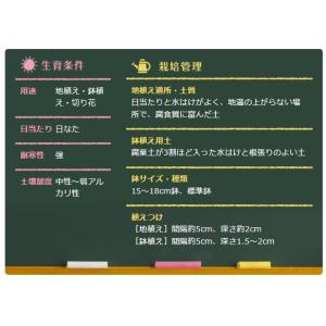 秋植え球根 球根つりがね草 白 ヒヤシンスオイ...の詳細画像1