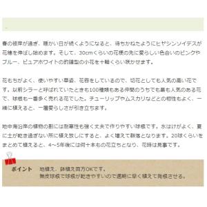 秋植え球根 球根つりがね草 白 ヒヤシンスオイ...の詳細画像2