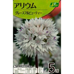 秋植え球根　アリウム　グレースフルビューティ　5球入〜アリューム グレイスフルビューティ
