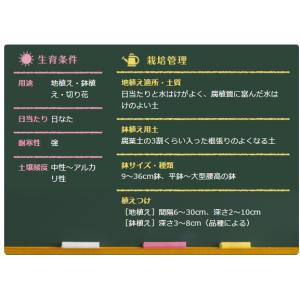 秋植え球根 アリウム グレースフルビューティ ...の詳細画像1