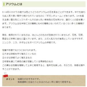 秋植え球根 アリウム グレースフルビューティ ...の詳細画像2