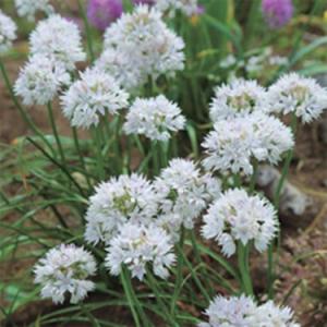 秋植え球根 アリウム グレースフルビューティ ...の詳細画像3
