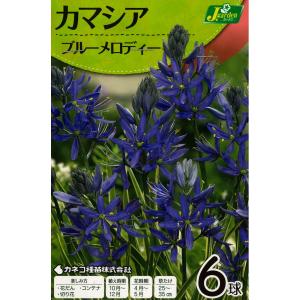 秋植え球根　カマシア ブルーメロディー　6球入〜野放し球根 ヒナユリ カマッシア