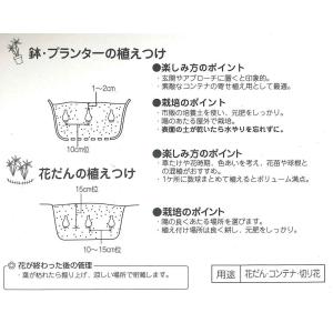 秋植え球根 カマシア ブルーメロディー 6球入...の詳細画像1