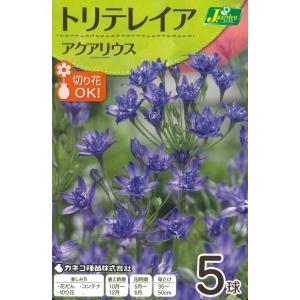 秋植え球根　野放し球根　トリテレイア アクアリウス　5球入〜ブローディア クラウン
