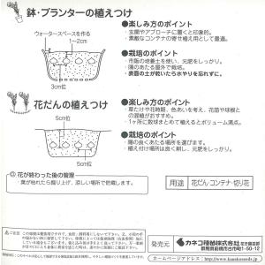 秋植え球根 野放し球根 トリテレイア アクアリ...の詳細画像1