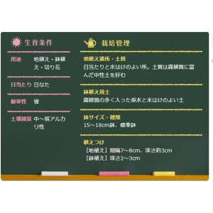 秋植え球根 野放し球根 トリテレイア アクアリ...の詳細画像2