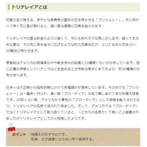 秋植え球根 野放し球根 トリテレイア アクアリ...の詳細画像3