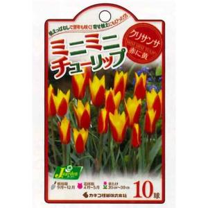 秋植え球根 チューリップ　ミニミニチューリップ　クリサンサ　10球入 〜 野放し球根　原種チューリップ