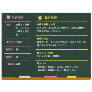 秋植え球根 チューリップ ミニミニチューリップ...の詳細画像1