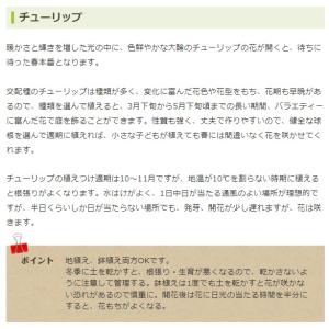 秋植え球根 チューリップ ミニミニチューリップ...の詳細画像2
