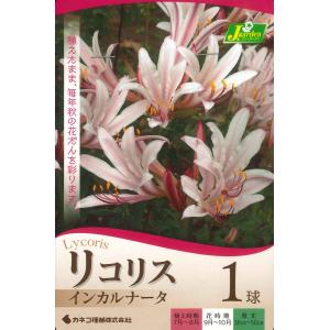 秋植え球根　リコリス インカルナータ　1球 〜秋を彩る 秋咲き球根