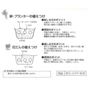 秋植え球根 リコリス インカルナータ 1球 〜...の詳細画像1