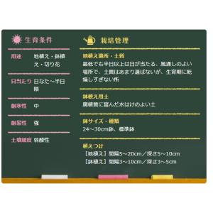 秋植え球根 リコリス インカルナータ 1球 〜...の詳細画像2