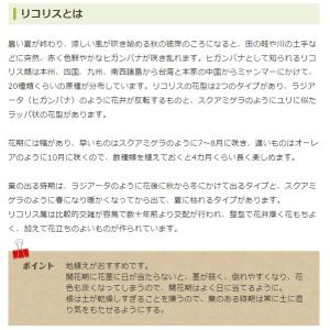 秋植え球根 リコリス インカルナータ 1球 〜...の詳細画像3