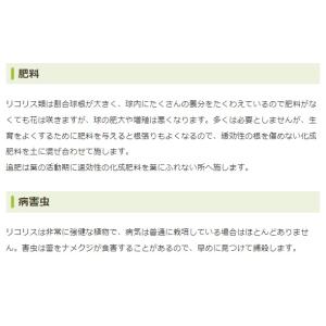 秋植え球根 リコリス インカルナータ 1球 〜...の詳細画像4