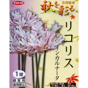 秋植え球根 リコリス インカルナータ 1球 〜...の詳細画像5