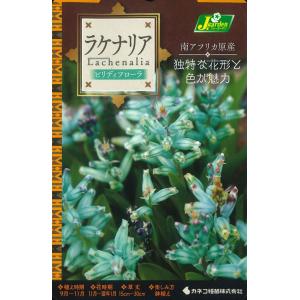 秋植え球根　ラケナリア ビリディフローラ　1球 〜独特な花形と色が魅力
