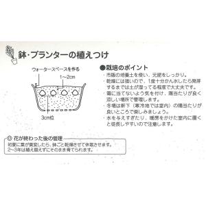 秋植え球根 ラケナリア ビリディフローラ 1球...の詳細画像1