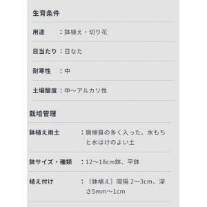 秋植え球根 ラケナリア ビリディフローラ 1球...の詳細画像2