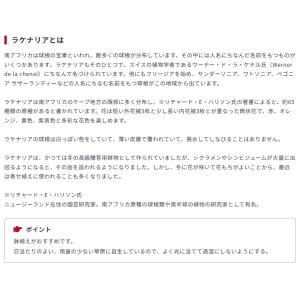 秋植え球根 ラケナリア ビリディフローラ 1球...の詳細画像3