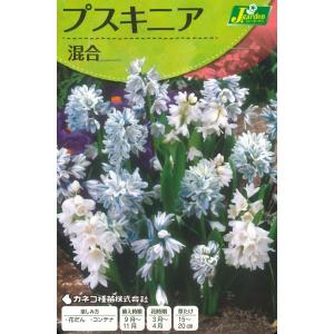 秋植え球根　プスキニア 混合　10球入 〜 プシキニア プシュキニア