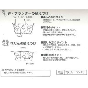 秋植え球根 プスキニア 混合 10球入 〜 プ...の詳細画像1