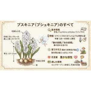 秋植え球根 プスキニア 混合 10球入 〜 プ...の詳細画像2
