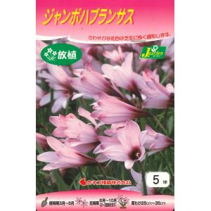 春植え球根　ジャンボ ハブランサス　5球 〜 野放し球根 放植 レインリリー