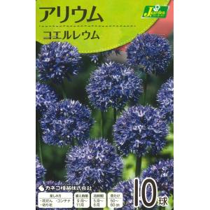 秋植え球根　アリューム　コエルレウム 10球入 〜青花 ブルー アリウム カエルレウム